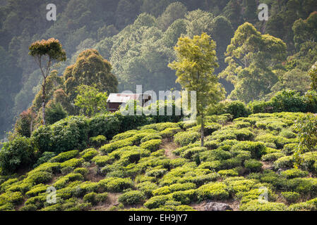 La plantation de thé près de Nuwara Eliya, Sri Lanka, Asie Banque D'Images