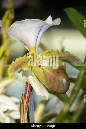 Spicer Paphiopedilum Paphiopedilum spicerianum - Orchidée de l'Inde et Chine Banque D'Images