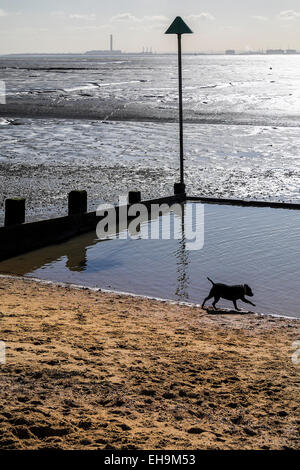 Un chien jouant sur quai Bell plage à marée basse à Leigh on Sea dans l'Essex. Banque D'Images