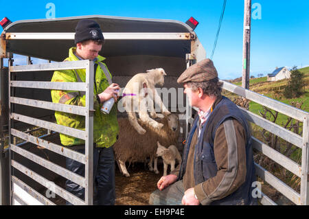 Ardara, comté de Donegal, Irlande. 10 mars 2015. Agriculteur Joseph Dunleavy (à droite) et son fils James marquer les moutons et agneaux de printemps avec leur marque familiale car ils sont encore à l'herbe pour la première fois cette année. Le mauvais temps a déjà gardé le bétail à l'intérieur des granges. Crédit : Richard Wayman/Alamy Live News Banque D'Images