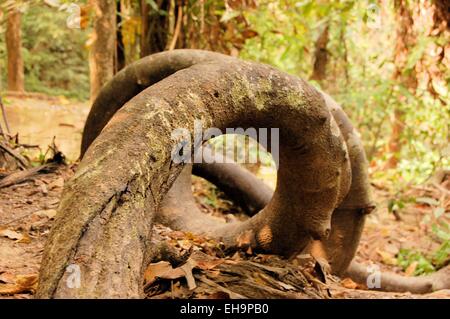 Les racines des arbres tropicaux ronde torsadée en forêt tropicale Banque D'Images