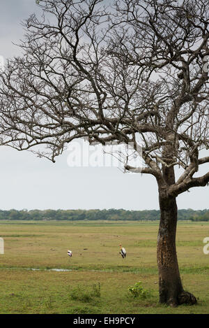 Kumana, anciennement Parc National Yala est, Kumana, Province de l'Est, Asie, Sri Lanka Banque D'Images