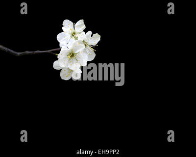 Apple Blossom white on twig isolé sur noir. Banque D'Images