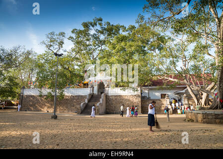 Les gens priaient à Sri Maha Bodhi (arbre de bodhi sacré), Anuradhapura, Sri Lanka, Banque D'Images