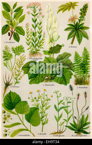 L'inscription de plantes médicinales, Darstellung von Heilpflanzen Banque D'Images