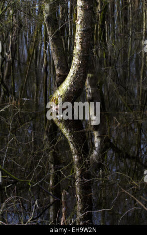 Inondé de bouleaux, arbres se reflétant dans l'eau sombre Banque D'Images