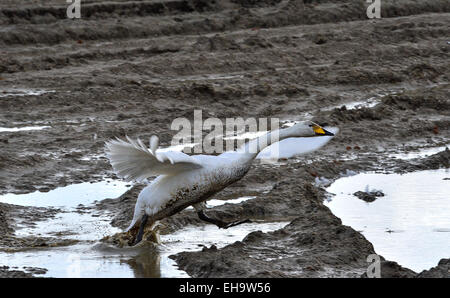 Le comté de Donegal, Irlande. 10 mars, 2015. Météo : Un cygne chanteur (Cygnus cygnus) prend son envol à partir d'un champ boueux à Burnfoot Comté de Donegal. Un mélange de sorts lumineux et des douches sont prévus pour aujourd'hui. Crédit : George Sweeney/Alamy Live News Banque D'Images