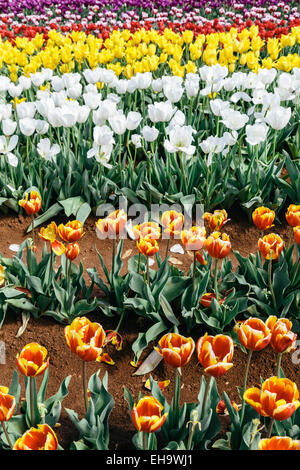 Tulipes au printemps dans tulip farm Banque D'Images