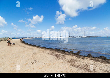 Les gens qui marchent sur la plage au milieu des chiens Brighton, Melbourne, Victoria, Australie Banque D'Images