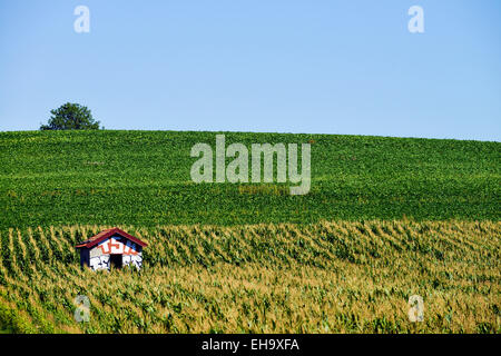 Champ de maïs (Zea mays) en France Europe Banque D'Images