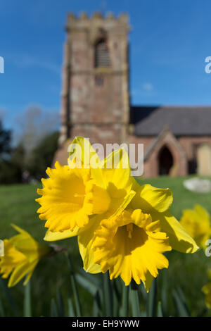 Village de Handley, Angleterre. Vue de jonquilles au printemps avec l'Handley All Saints Church n'est pas mise au point en arrière-plan. Banque D'Images