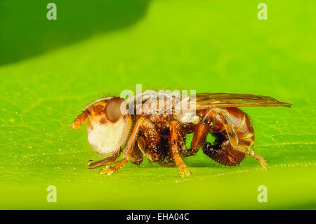 Mouche à tête épaisse Myopa testacea reposant sur une feuille Banque D'Images