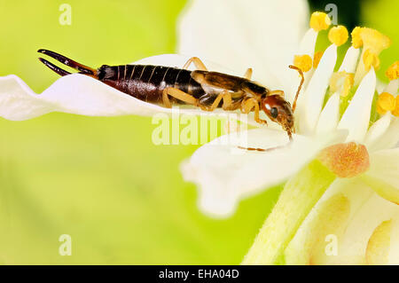 Extreme close up of Earwig Forficula auricularia commune empilés l'accent est mis au point tous les insectes Banque D'Images