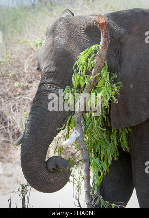 Close up of African elephant avec membre de l'arbre qu'il a rompu pour manger de la Verdure Banque D'Images