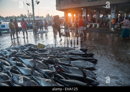 Marché du poisson frais à Negombo, Sri Lanka Banque D'Images