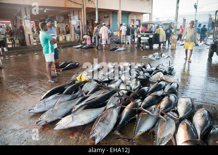 Marché du poisson frais à Negombo, Sri Lanka Banque D'Images