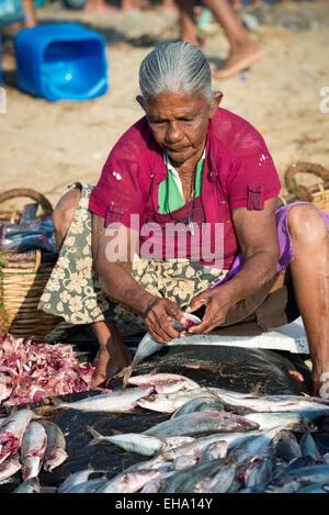 La transformation du poisson sur la plage du marché aux poissons de Negombo, Sri Lanka, Asie Banque D'Images