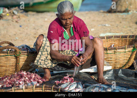 La transformation du poisson sur la plage du marché aux poissons de Negombo, Sri Lanka, Asie Banque D'Images