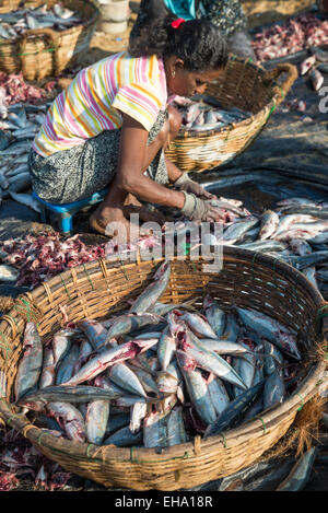 La transformation du poisson sur la plage du marché aux poissons de Negombo, Sri Lanka, Asie Banque D'Images