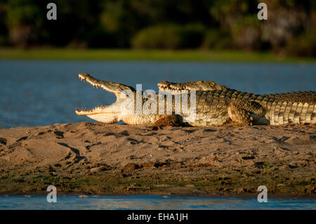 Les crocodiles du Nil reposant sur l'île. Bouche ouverte est de se refroidir. Banque D'Images