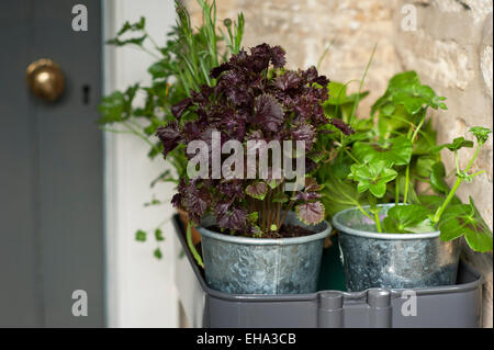 Les herbes et les feuilles de salade prête à être planté en un Cotswold cottage garden, England, UK. Banque D'Images