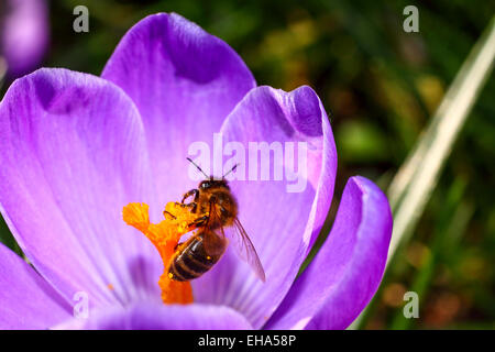 Leeds, West Yorkshire, Royaume-Uni. 10 mars, 2015. Météo : une magnifique journée ensoleillée à Roundhay Park, Leeds a mis en évidence les belles couleurs intenses des fleurs crocus qui encourage les abeilles de commencer à rassembler le pollen. Prises le 10 mars 2015 à Leeds, West Yorkshire. Crédit : Andrew Gardner/Alamy Live News Banque D'Images