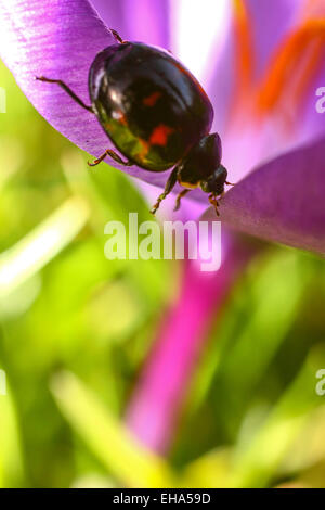 Leeds, West Yorkshire, Royaume-Uni. 10 mars, 2015. Météo : une magnifique journée ensoleillée à Roundhay Park, Leeds a mis en évidence les belles couleurs intenses des fleurs crocus qui ont encouragé ce coléoptère de sortir de l'hibernation. Prises le 10 mars 2015 à Leeds, West Yorkshire. Crédit : Andrew Gardner/Alamy Live News Banque D'Images