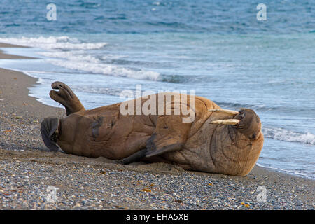 Le morse (Odobenus rosmarus) bull reposant sur la plage le long de la côte de l'océan Arctique, Svalbard, Norvège Banque D'Images