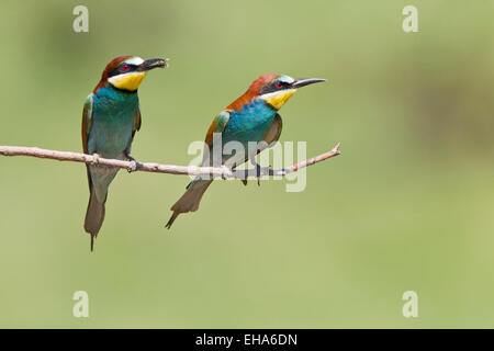 Eater Guêpier d'Europe (Merops apiaster) paire d'adultes perché on twig Banque D'Images