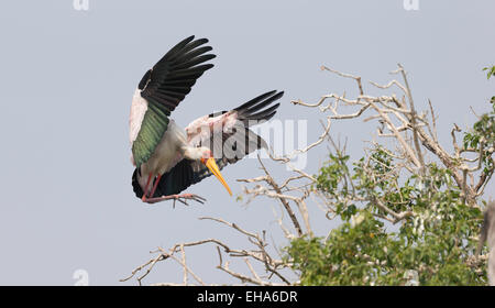 Bec jaune à la terre en venant de Stork rivière Chobe Botswana Banque D'Images