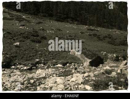 L'Allemagne. Mar 9, 2015. CIRCA 1960 : forêt de pins dans les Alpes © Igor Golovniov/ZUMA/ZUMAPRESS.com/Alamy fil Live News Banque D'Images