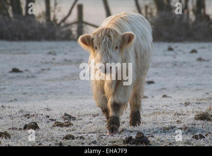 Les jeunes vaches highland moelleux marche sur sol givré Banque D'Images