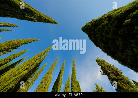 Low angle view of Cypress trees against blue sky, Toscane, Italie Banque D'Images