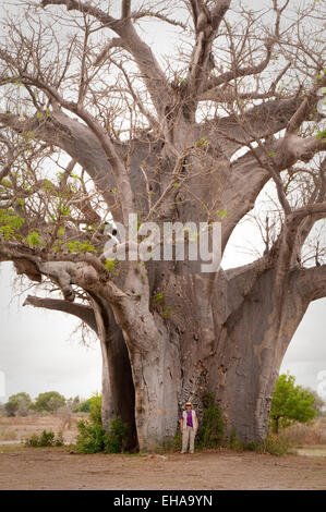 Femme debout en face de Baobab Banque D'Images