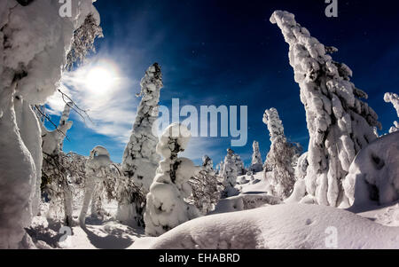 L'accumulation de neige sur les sapins dans le Parc National de Riisitunturi. Banque D'Images