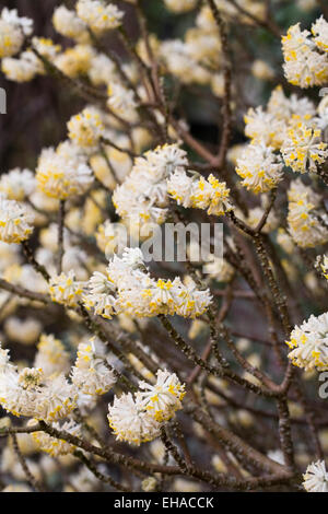 Edgeworthia chrysantha 'Grandiflora' fleurs. Banque D'Images