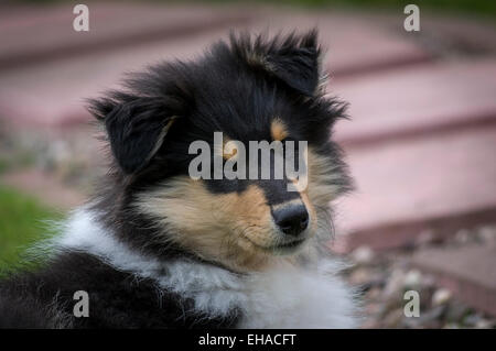 Head shot of rough collie puppy Banque D'Images