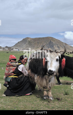 Drokpa (nomade), les éleveurs traire mère Yak avec bébé au dos Banque D'Images