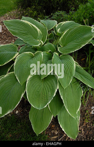 Hosta Francee Banque D'Images