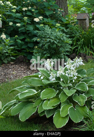 Hosta Francee Banque D'Images