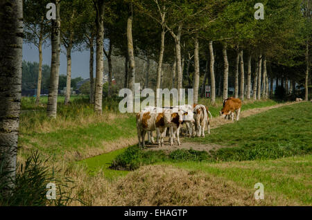 Un petit troupeau de vaches qui paissent de l'herbe dans une terre agricole en milieu rural Banque D'Images