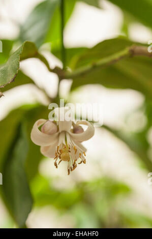 Fleurs de citron (Citrus limon) close-up. Banque D'Images