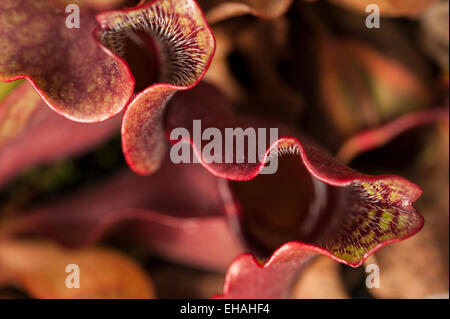 Motifs abstraits de la feuilles rouges de Sarracenia purpurea venosa, ou sarracénie pourpre. Banque D'Images