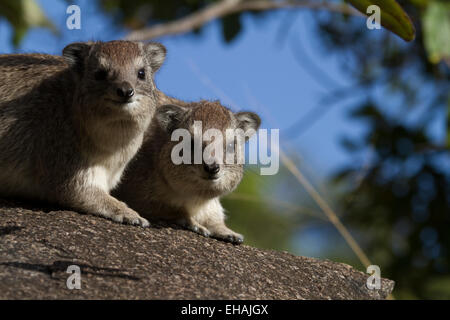 Deux rock hyrax (Procavia capensis) Banque D'Images