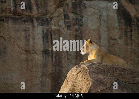 Lioness (Panthera leo) assis sur un rocher dans le Serengeti Banque D'Images