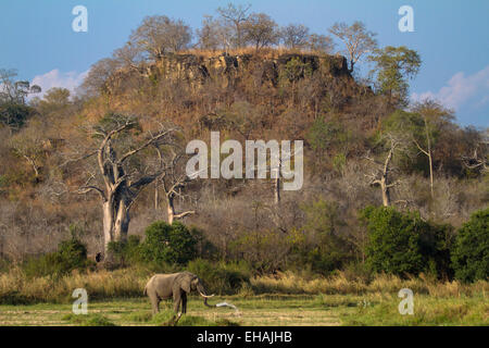 Bush africain elephant (Loxodonta africana) en face de la colline parlementaire. Banque D'Images