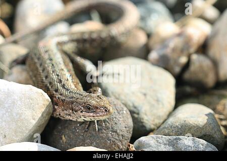 Lézard brun sur un rocher fermer Banque D'Images