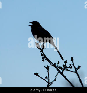 Un Tohi tacheté Pipilo maculatus) (chantant au crépuscule dans la gamme de Wasatch, Utah. Banque D'Images