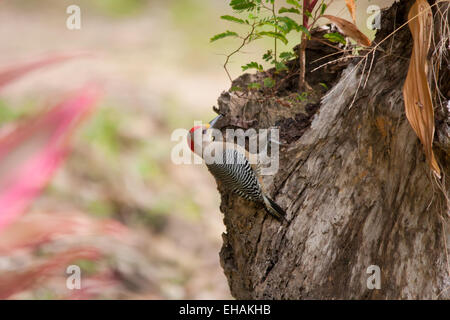 Woodpecker (Melanerpes pygmaeus Yucatan) Banque D'Images