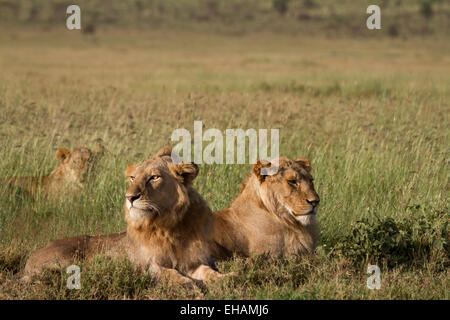 Deux lions mâles adultes se reposant dans le Serengeti (Panthera leo) Banque D'Images
